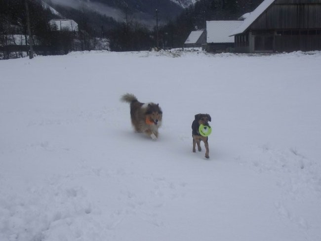 Kala, Runo in Saba se igrajo - foto povečava