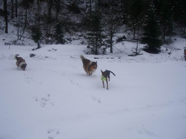 Kala, Runo in Saba se igrajo - foto povečava