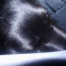 sleddog 2007