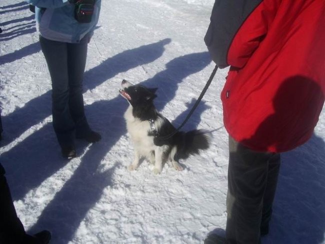 Sleddog 2007 - foto povečava