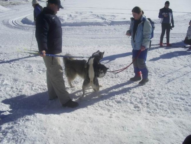 Sleddog 2007 - foto povečava