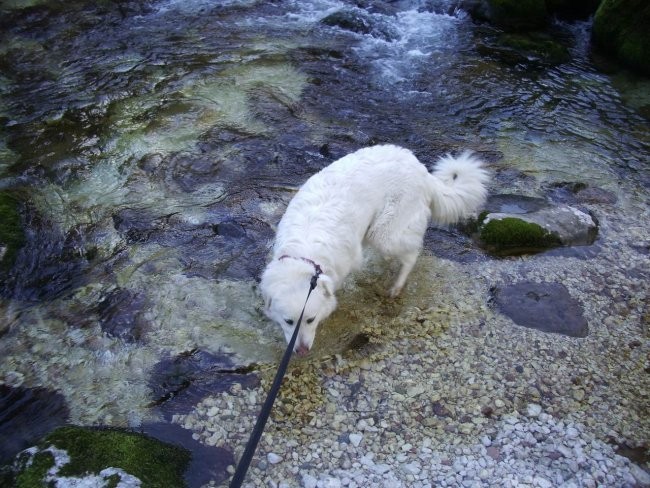 Kala, Runo in Bella na sprehodu - foto povečava