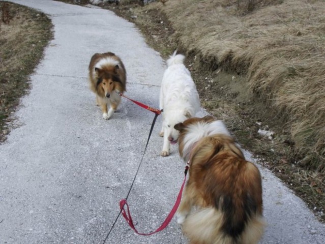Kala, Runo in Bella na sprehodu - foto