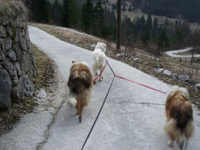 Kala, Runo in Bella na sprehodu - foto