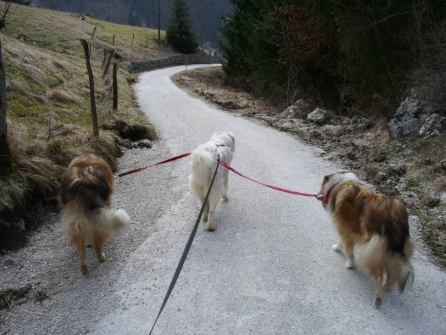 Kala, Runo in Bella na sprehodu - foto povečava