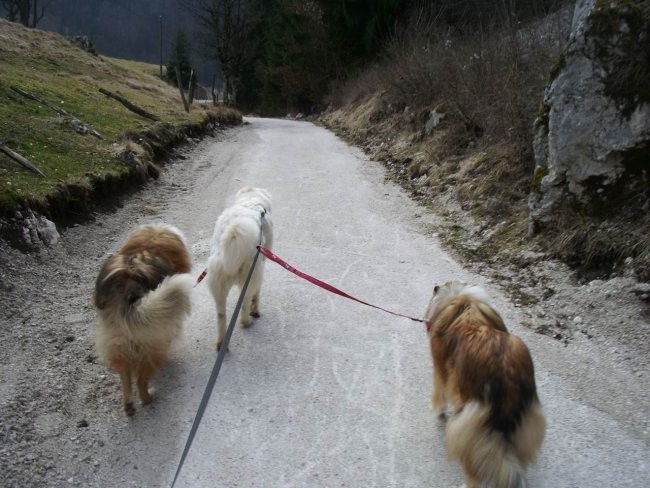 Kala, Runo in Bella na sprehodu - foto povečava