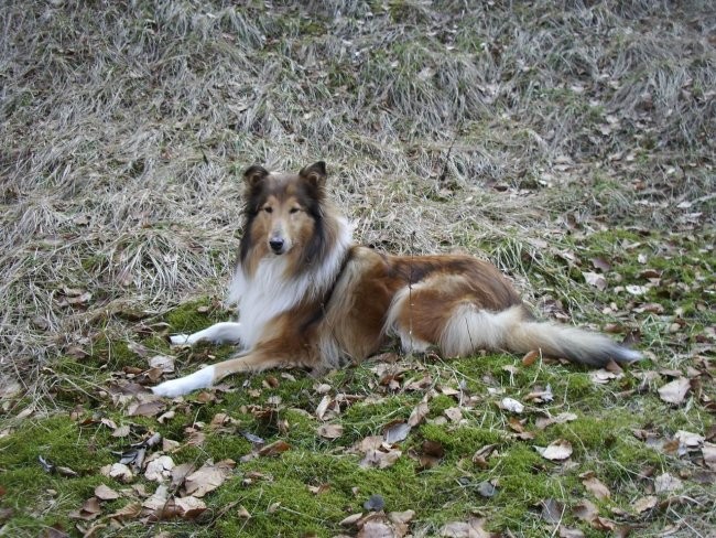 Kala, Runo in Bella na sprehodu - foto povečava