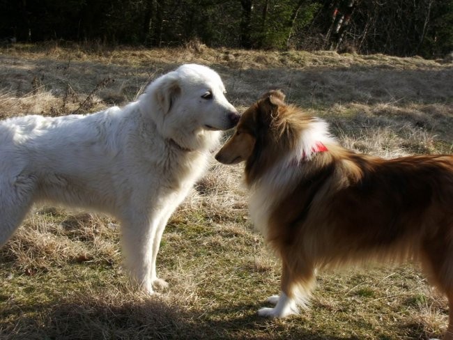 Kala, Runo in Bella na sprehodu - foto povečava