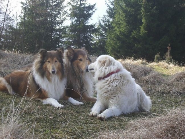 Kala, Runo in Bella na sprehodu - foto povečava