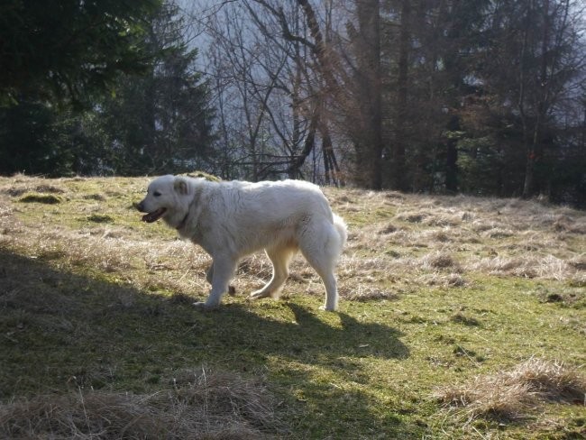 Kala, Runo in Bella na sprehodu - foto povečava