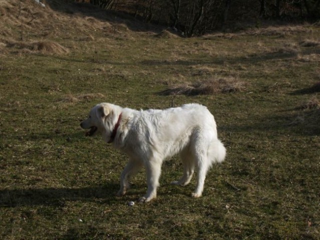 Kala, Runo in Bella na sprehodu - foto