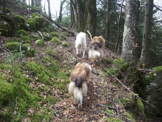 Kala, Runo in Bella na sprehodu - foto povečava