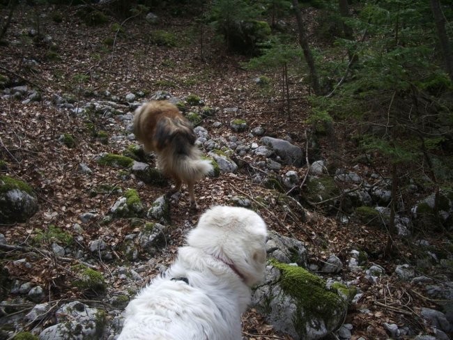 Kala, Runo in Bella na sprehodu - foto povečava