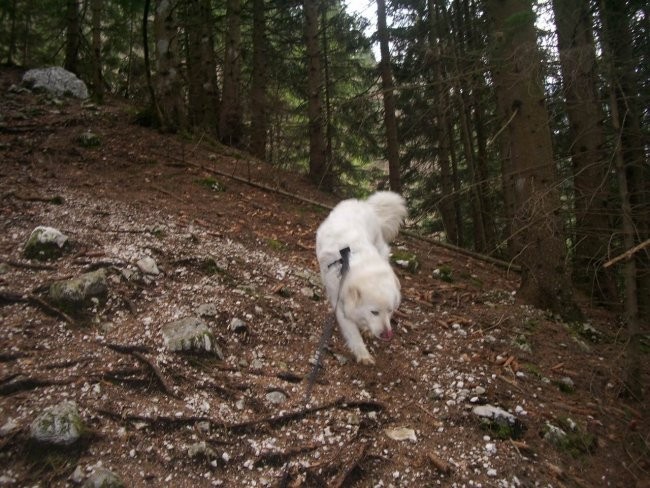 Kala, Runo in Bella na sprehodu - foto povečava