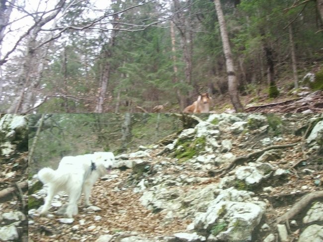 Kala, Runo in Bella na sprehodu - foto povečava