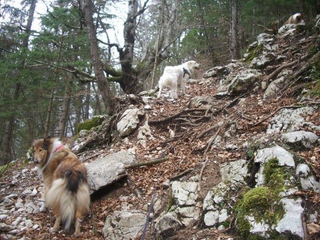 Kala, Runo in Bella na sprehodu - foto povečava