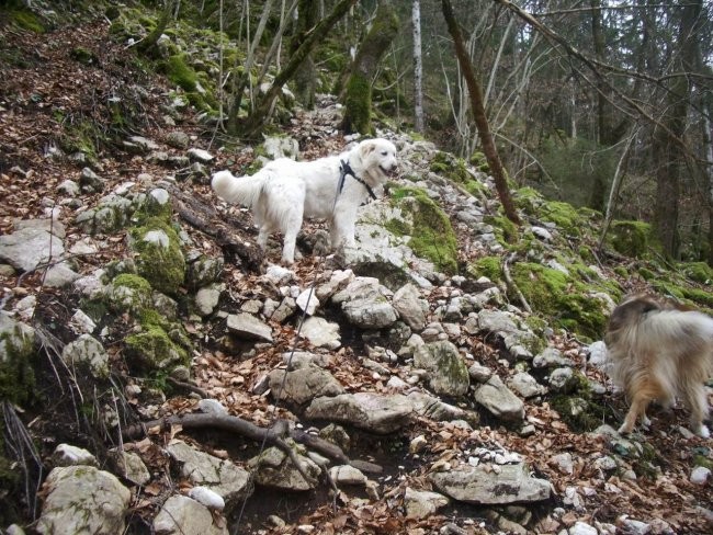 Kala, Runo in Bella na sprehodu - foto povečava