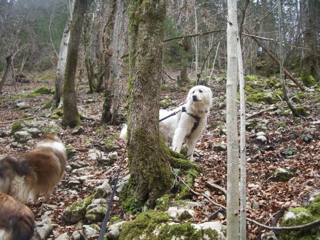 Kala, Runo in Bella na sprehodu - foto povečava