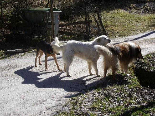 4 marec 2007 ( ovčke, psi, mačke) - foto povečava