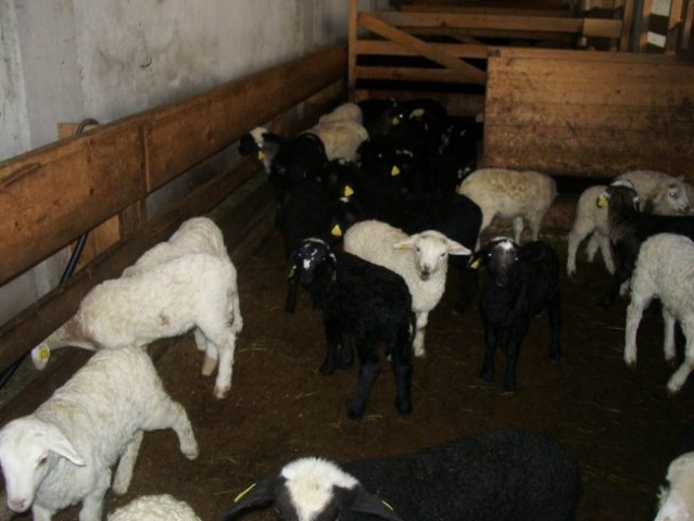 4 marec 2007 ( ovčke, psi, mačke) - foto