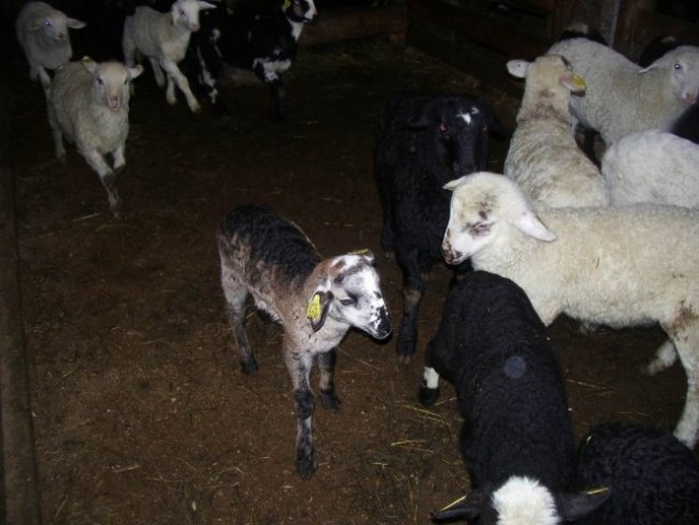 4 marec 2007 ( ovčke, psi, mačke) - foto