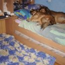 Kala,Runo,Lola, Kaja in Gaj