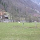 Saba,Bella,Runo in Kala