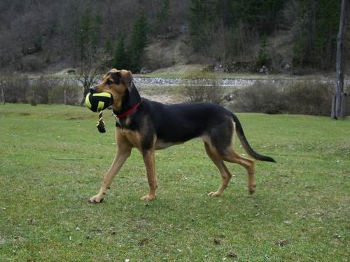 Saba,Bella,Runo in Kala - foto