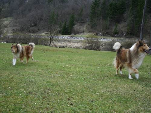Saba,Bella,Runo in Kala - foto