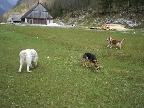 Saba,Bella,Runo in Kala - foto