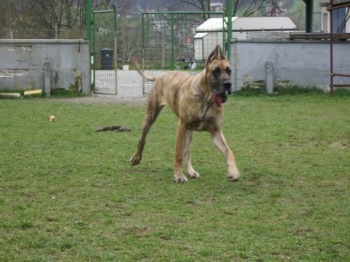 Zagorje - Rimske Toplice ( nemške doge, mešan - foto