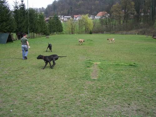 Zagorje - Rimske Toplice ( nemške doge, mešan - foto