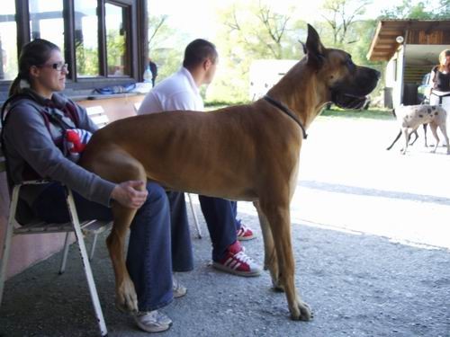 Ajša,Corky,Saba,doga srečanje, Rada - foto povečava