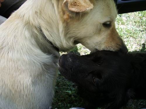 Ajša,Corky,Saba,doga srečanje, Rada - foto povečava