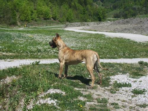 Ajša,Corky,Saba,doga srečanje, Rada - foto povečava