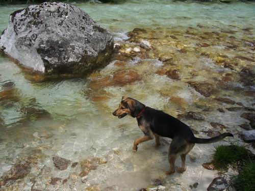 Corina-Kala-Runo-Bella-Saba - foto povečava