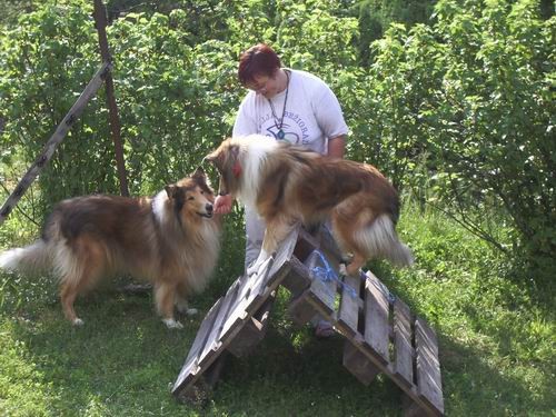 Kao agility,mucki - foto povečava