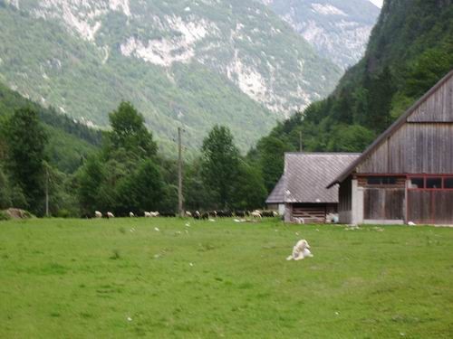 Mačji portreti :) in pasji - foto