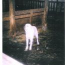 Ringo in Bellina familja