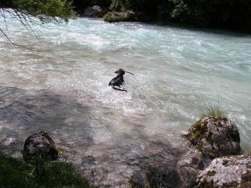 čof po vodi in hop po travci - foto povečava