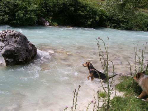 čof po vodi in hop po travci - foto