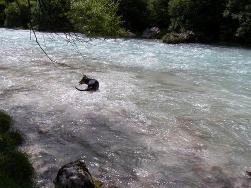 čof po vodi in hop po travci - foto povečava