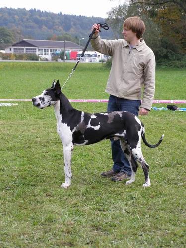 Zlata doga 2007 - foto povečava