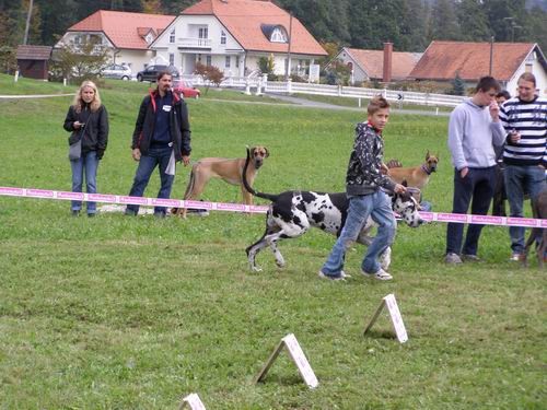 Zlata doga 2007 - foto povečava