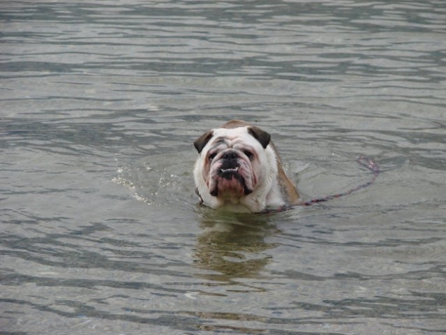Da ne bo kdo rekel da bulldogi ne znajo plavat
