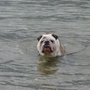 da ne bo kdo rekel da bulldogi ne znajo plavat