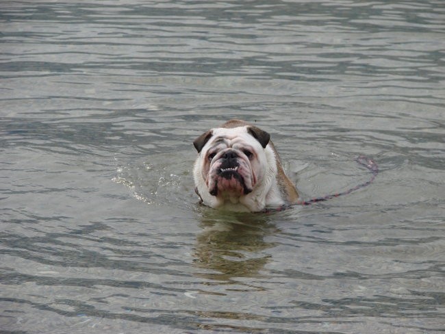 da ne bo kdo rekel da bulldogi ne znajo plavat