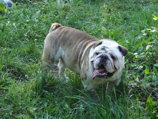 TYSON - foto povečava