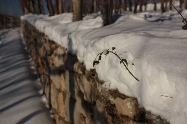 Sneg na Krasu dec. 2012 - foto