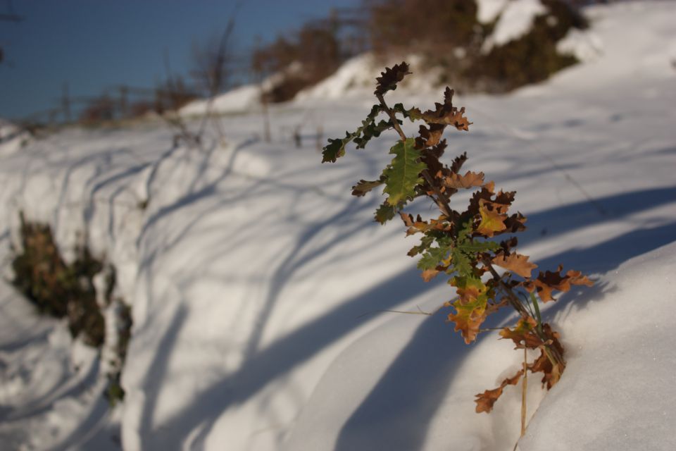 Sneg na Krasu dec. 2012 - foto povečava